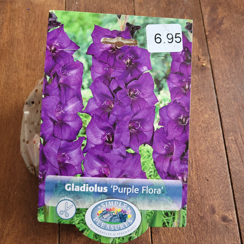 Gladiolus Bulbs 'Purple Flora'