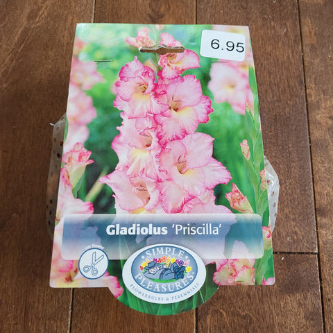Gladiolus Bulbs 'Priscilla'