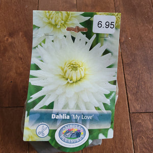 Dahlia Bulb 'My Love'