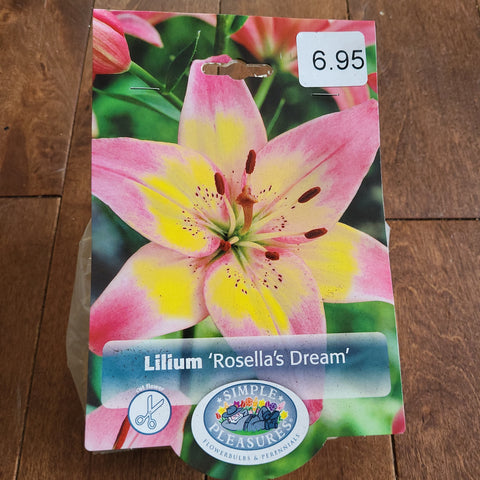 Lilium Bulbs 'Rosella's Dream'