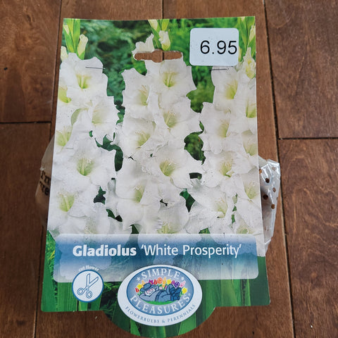 Gladiolus Bulbs 'White Prosperity'