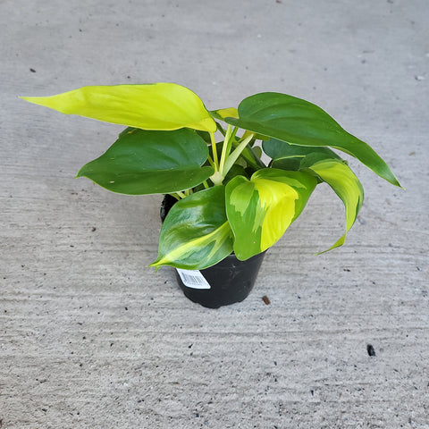 Philodendron 'Brazil'