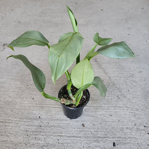 Philodendron 'Silver Sword' 4"