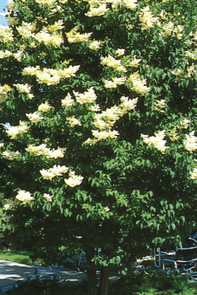 Lilac 'Ivory Silk'-Tree Form WB
