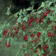 Alpine Currant