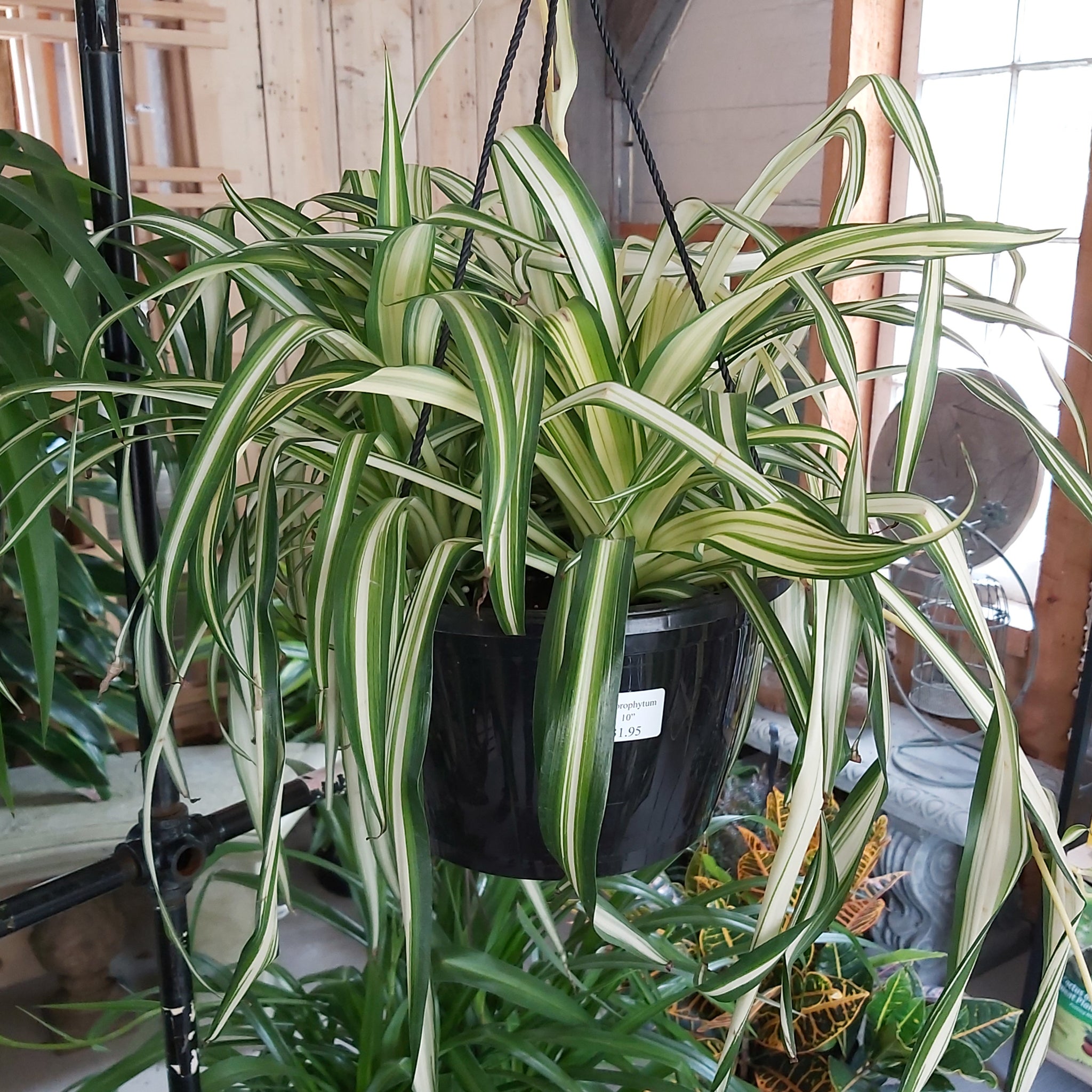 Chlorophytum - Variegated Spider Plant