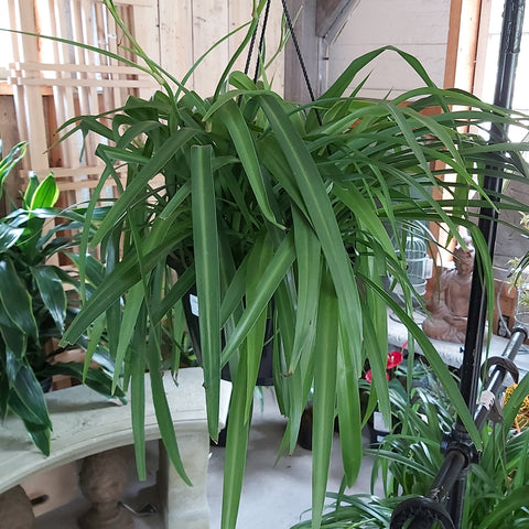 Chlorophytum - Spider Plant 10" hanging