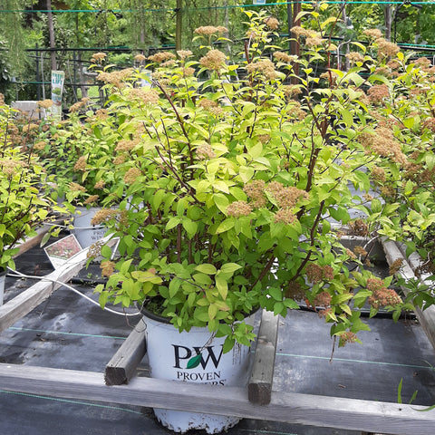 Spirea 'Double Play Red'