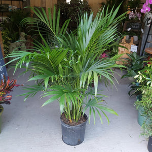 Palm Cataractarum 10"