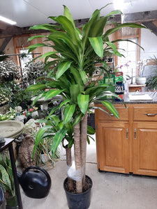 Dracaena Massangeana 4-3-2 10"