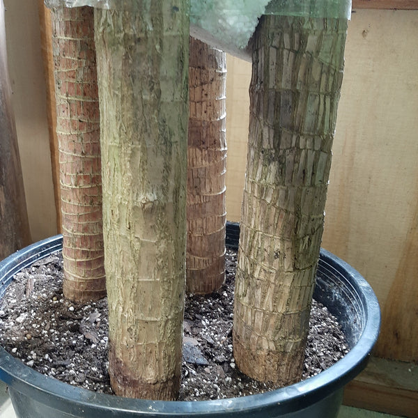 14" Dracaena 'Massangeana 5-4-3-2'