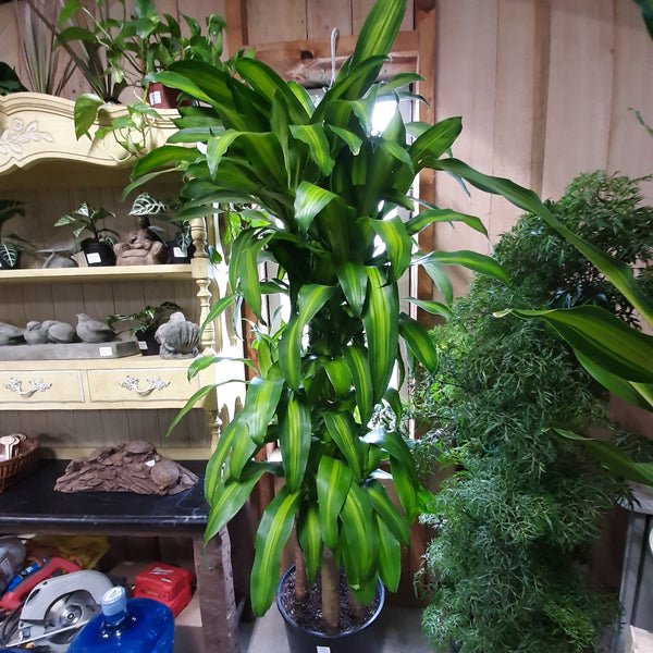 14" Dracaena 'Massangeana 5-4-3-2'