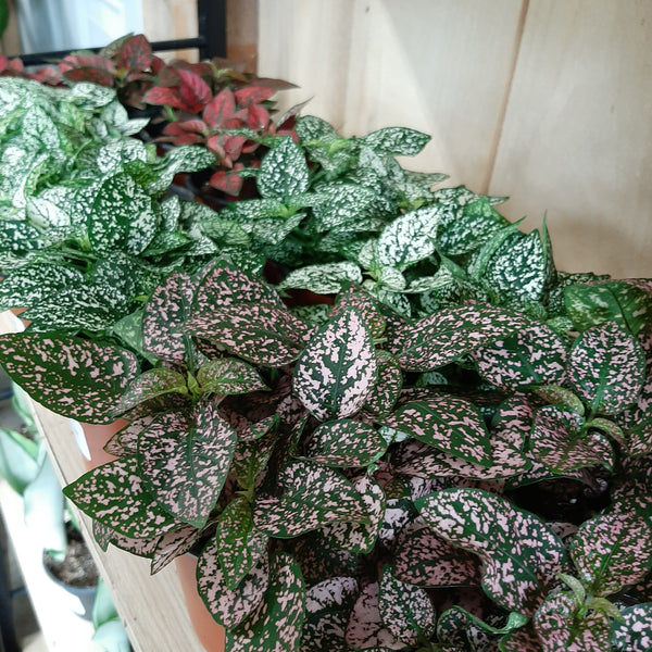 Hypoestes 'Polka Dot' Plant 4"
