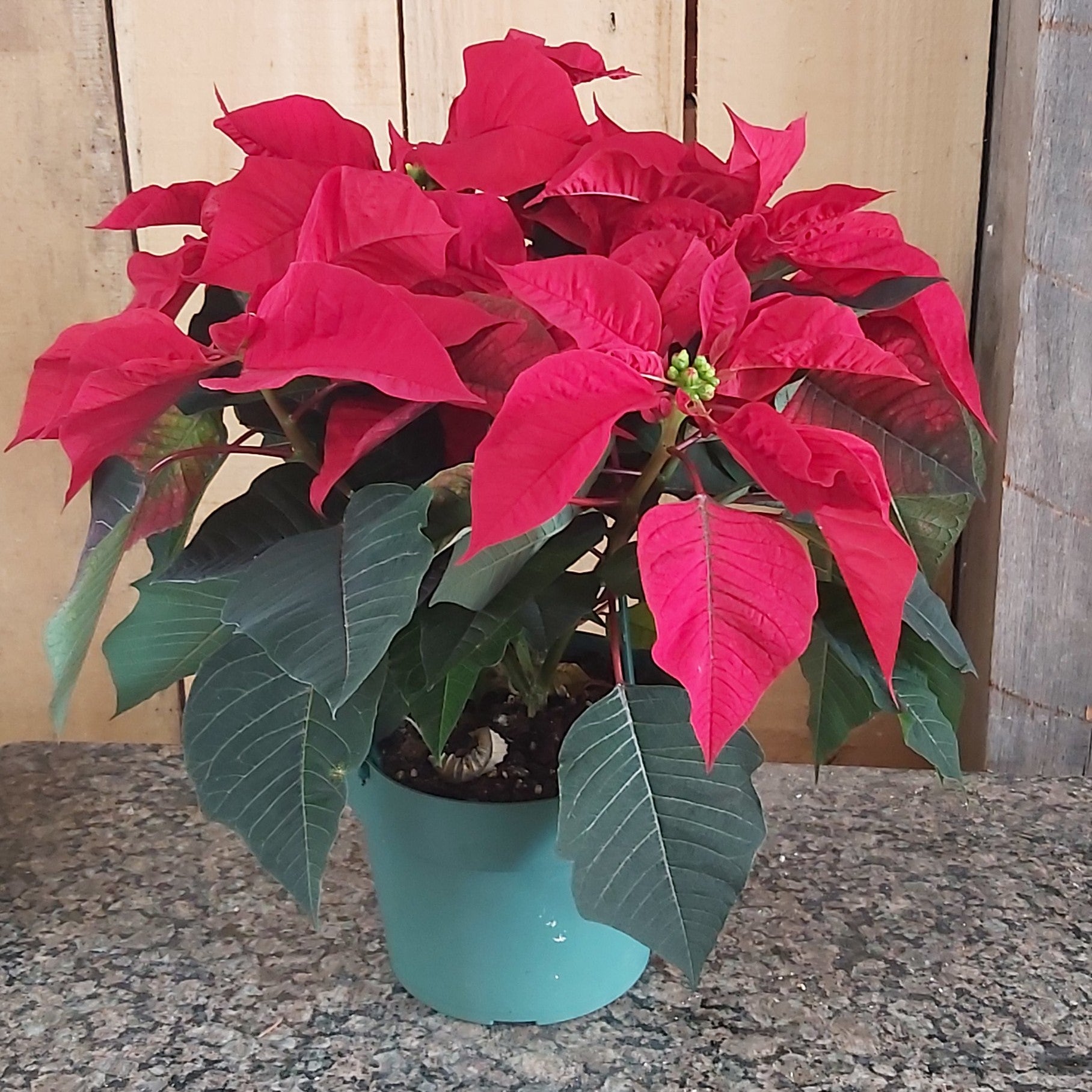 Poinsettia - Red 6"