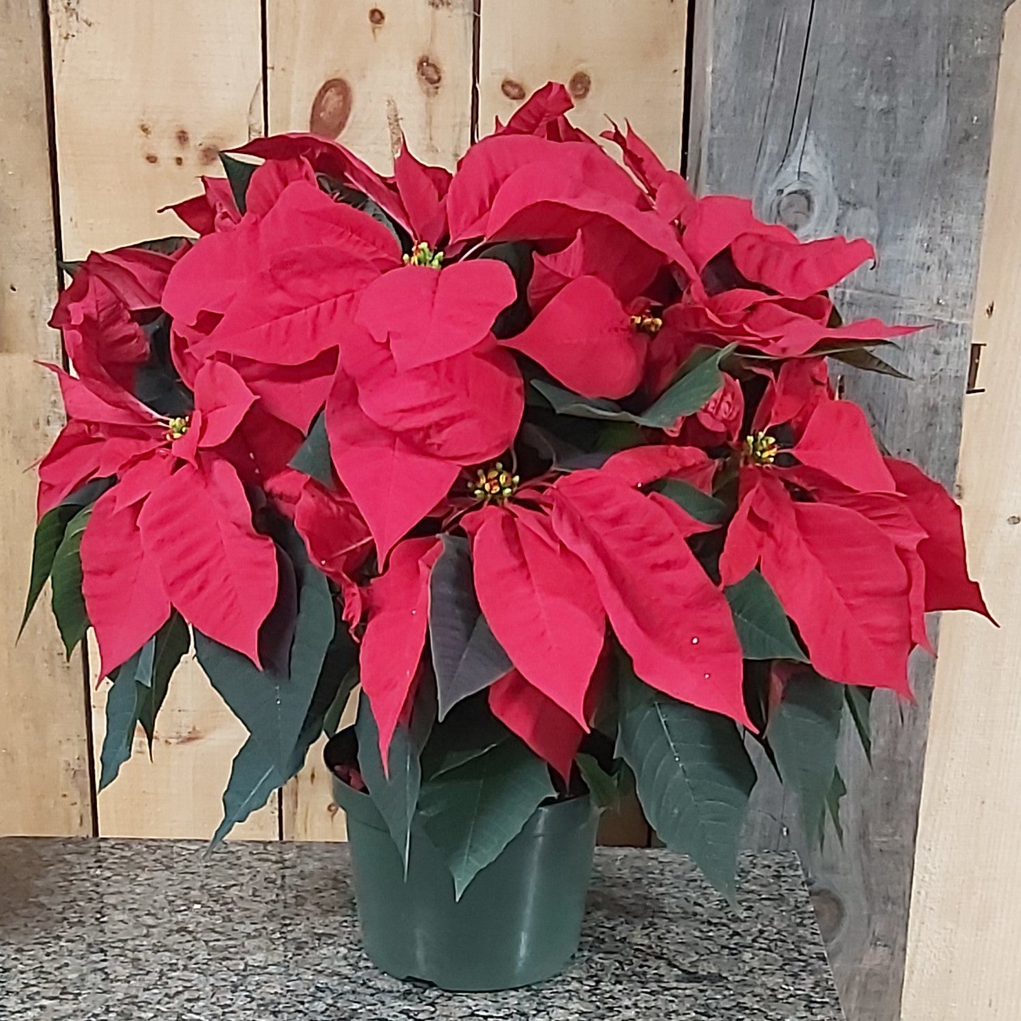 Poinsettia - Red 8"
