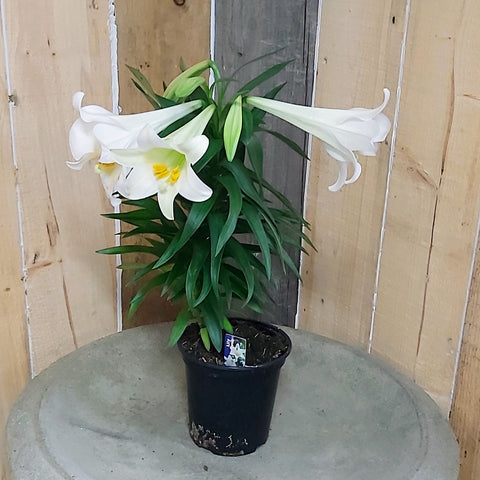 Easter Lily