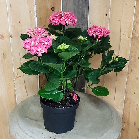 Hydrangea 8" Potted