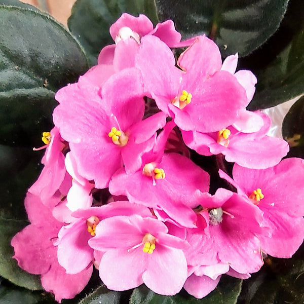 African Violets 4" Pot