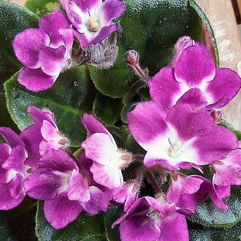 African Violets 4" Pot