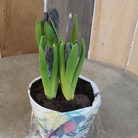 Hyacinth