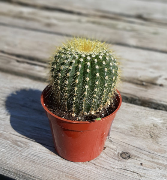 Cactus 2.5"