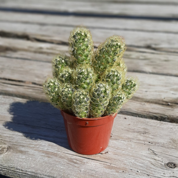 Cactus 2.5"