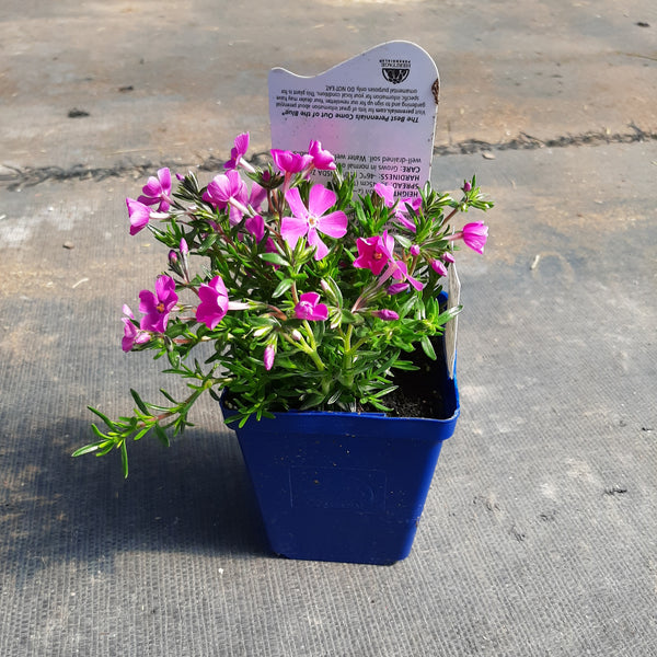 Moss Phlox 'Emerald Pink'