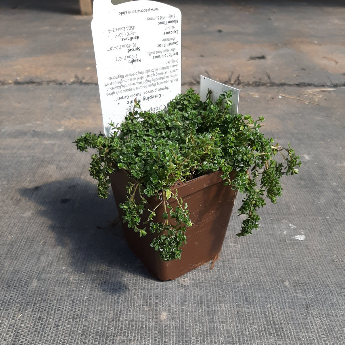 Creeping Thyme 'Purple Carpet' Carp Garden Centre West Ottawa