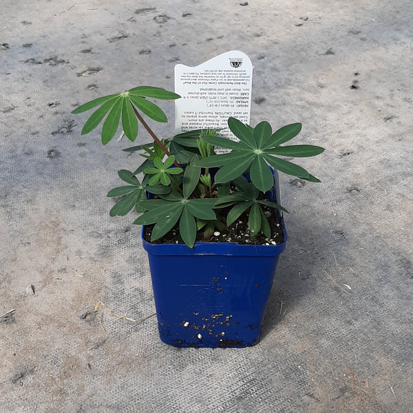 Lupine 'Popsicle' Mixture