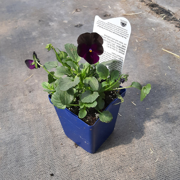 Pansy Sorbet 'Black Delight'