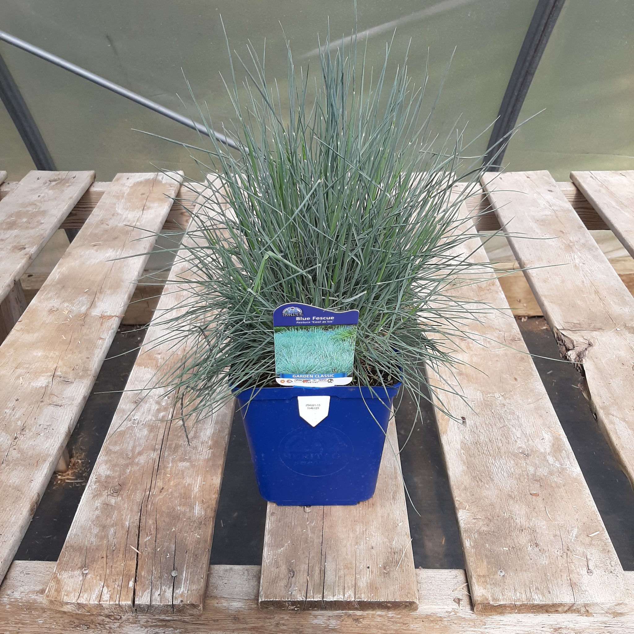 Blue Fescue Grass 'Cool as Ice'