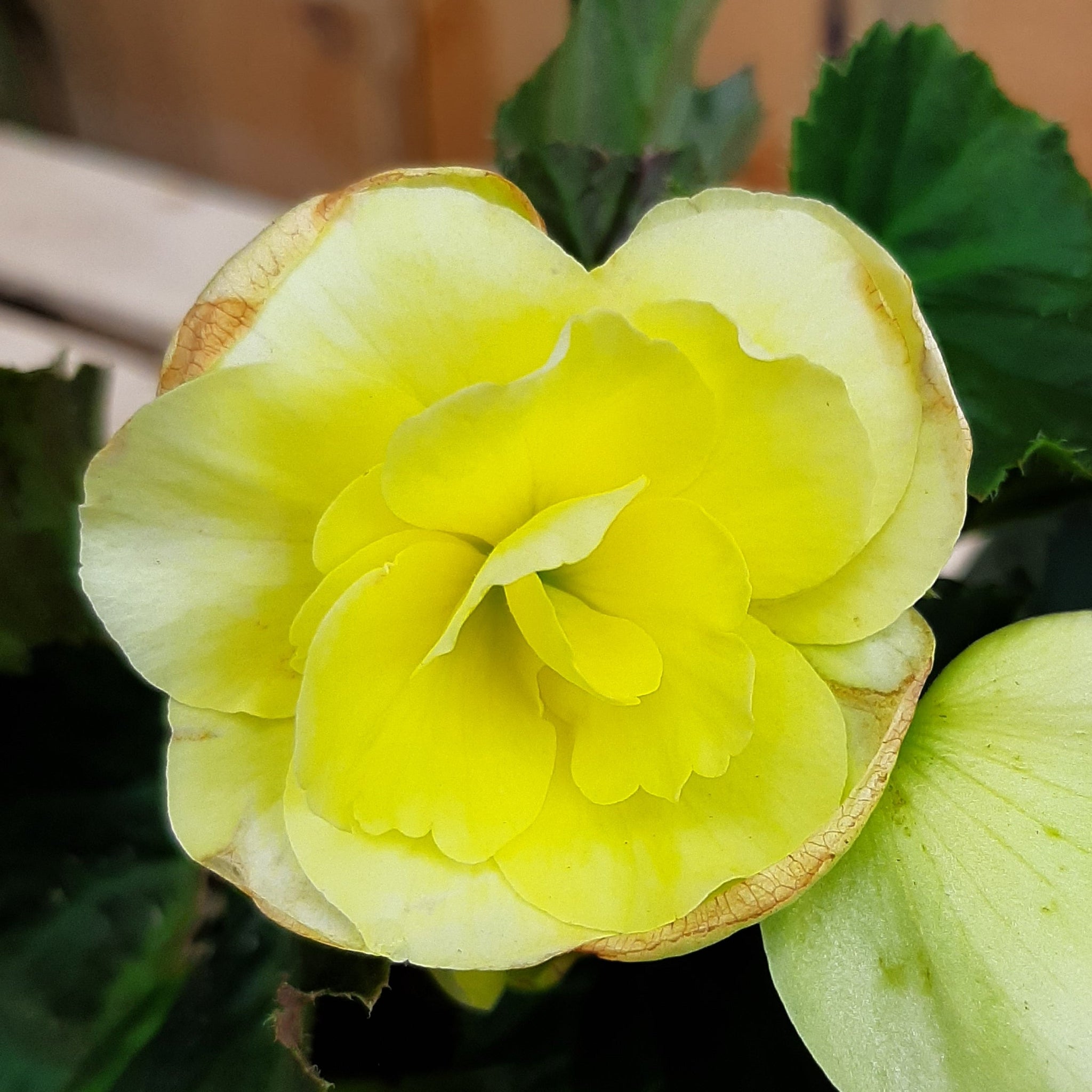 Begonia 'Solenia Yellow'
