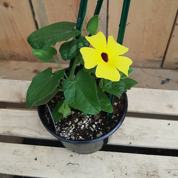 Thunbergia 'Lemon'