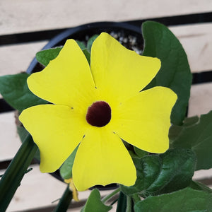 Thunbergia 'Lemon'