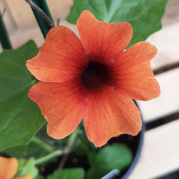 Thunbergia 'Sunny Susy Glow'