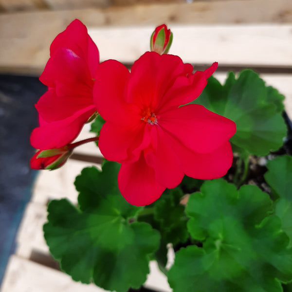 Geranium 'Calliope Medium Hot Pink'