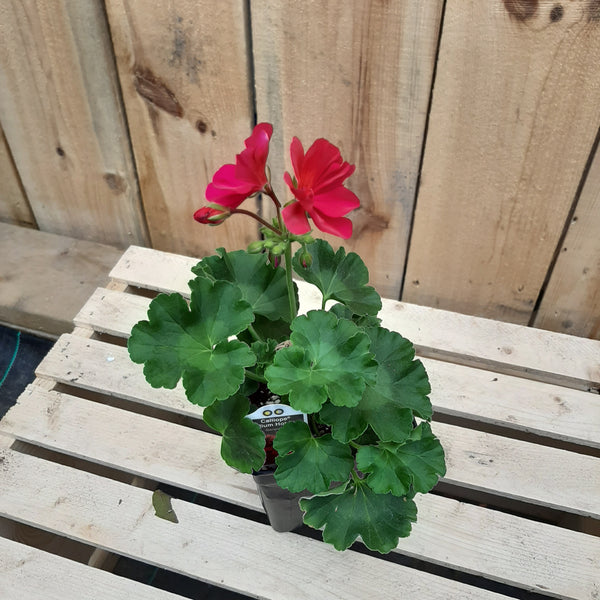 Geranium 'Calliope Medium Hot Pink'