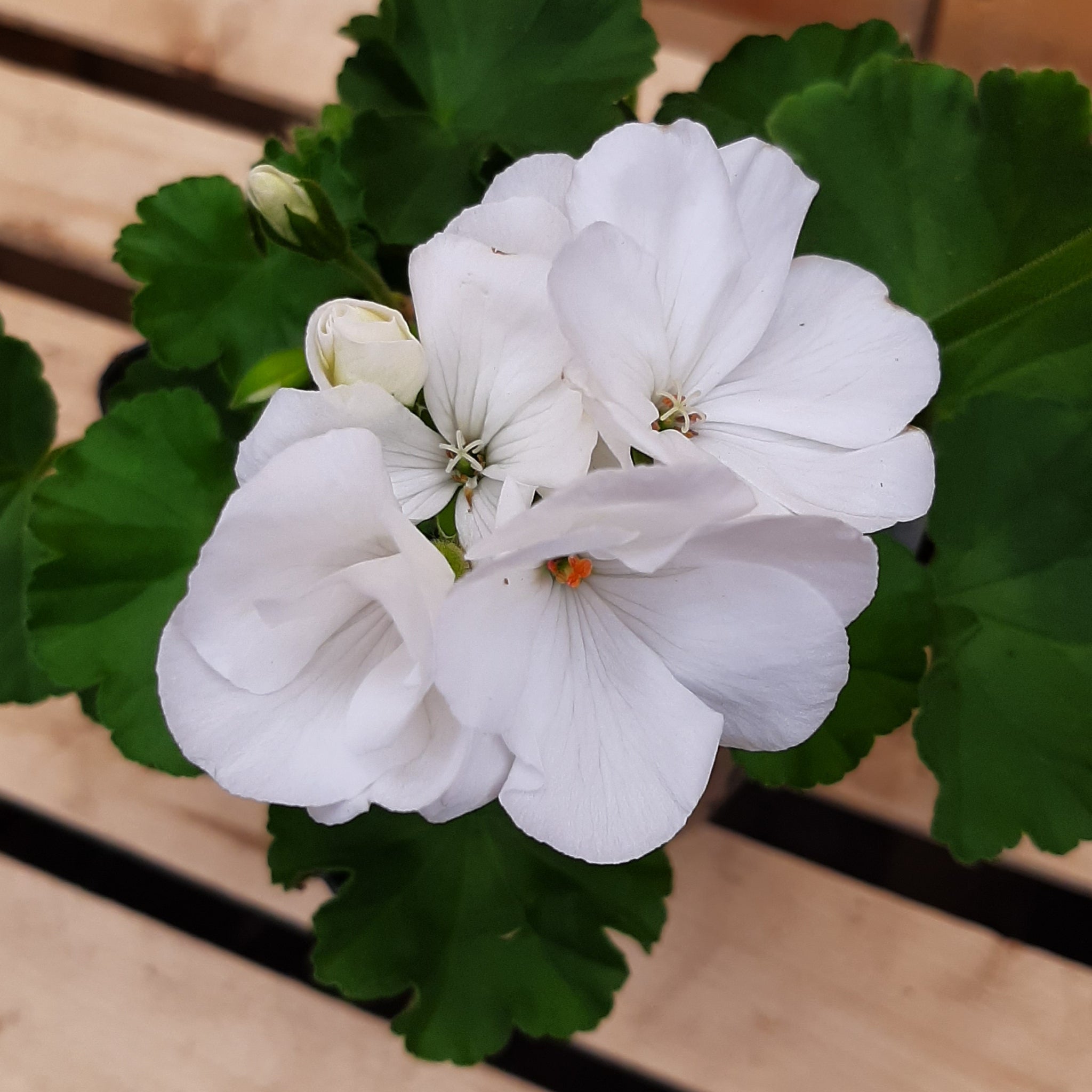 Geranium 'Calliope Medium White'