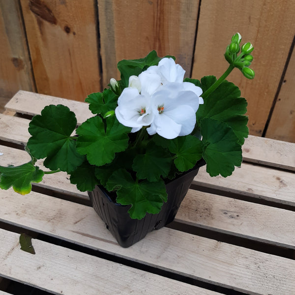 Geranium 'Calliope Medium White'