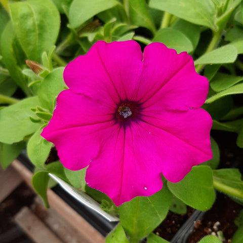 Petunia 'Easy Wave Violet'