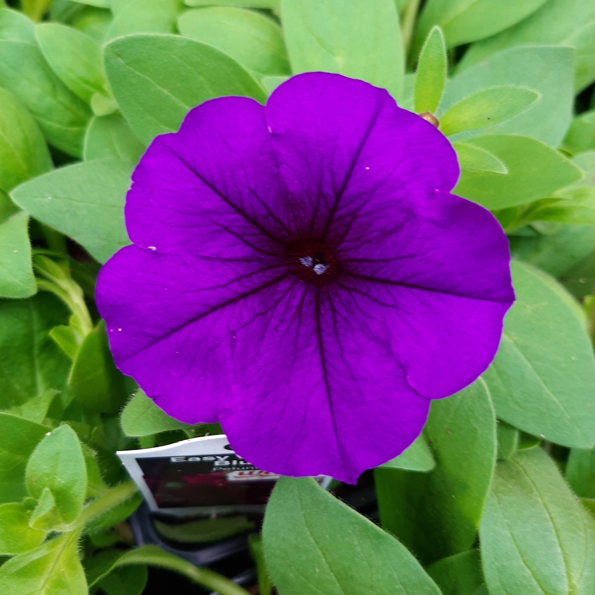 Petunia 'Easy Wave Blue'