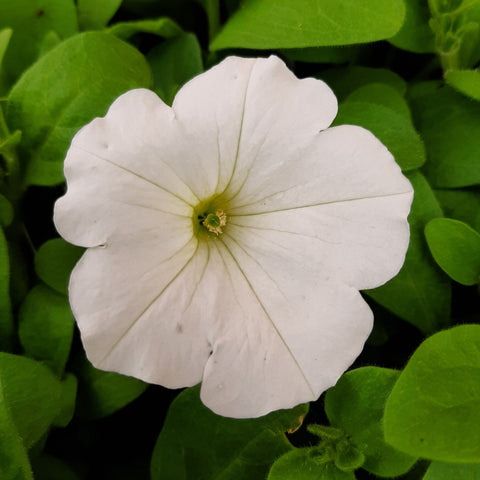 Petunia 'Easy Wave White'