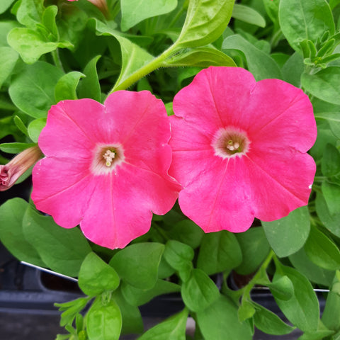 Petunia 'Easy Wave Coral Reef'