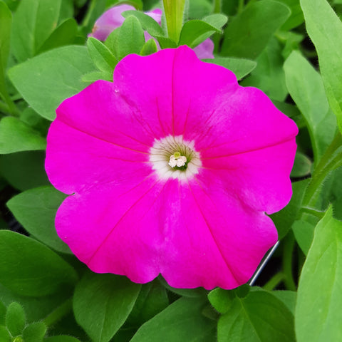 Petunia 'Easy Wave Pink'