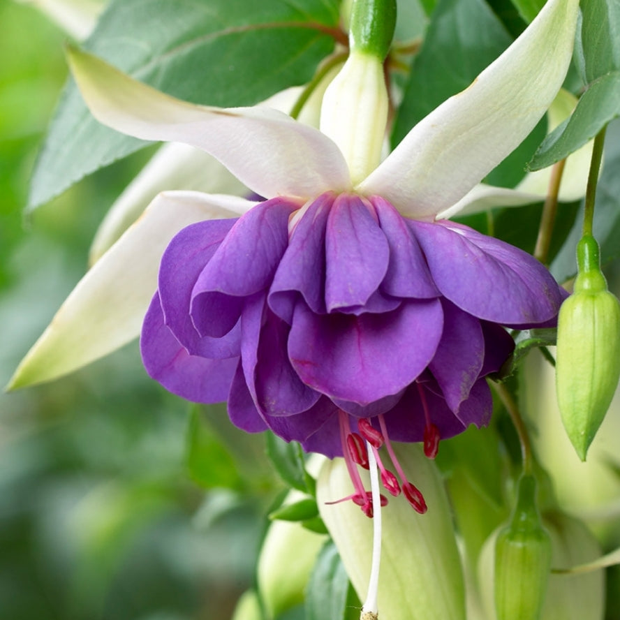 Fushsia 'Blue Angel'