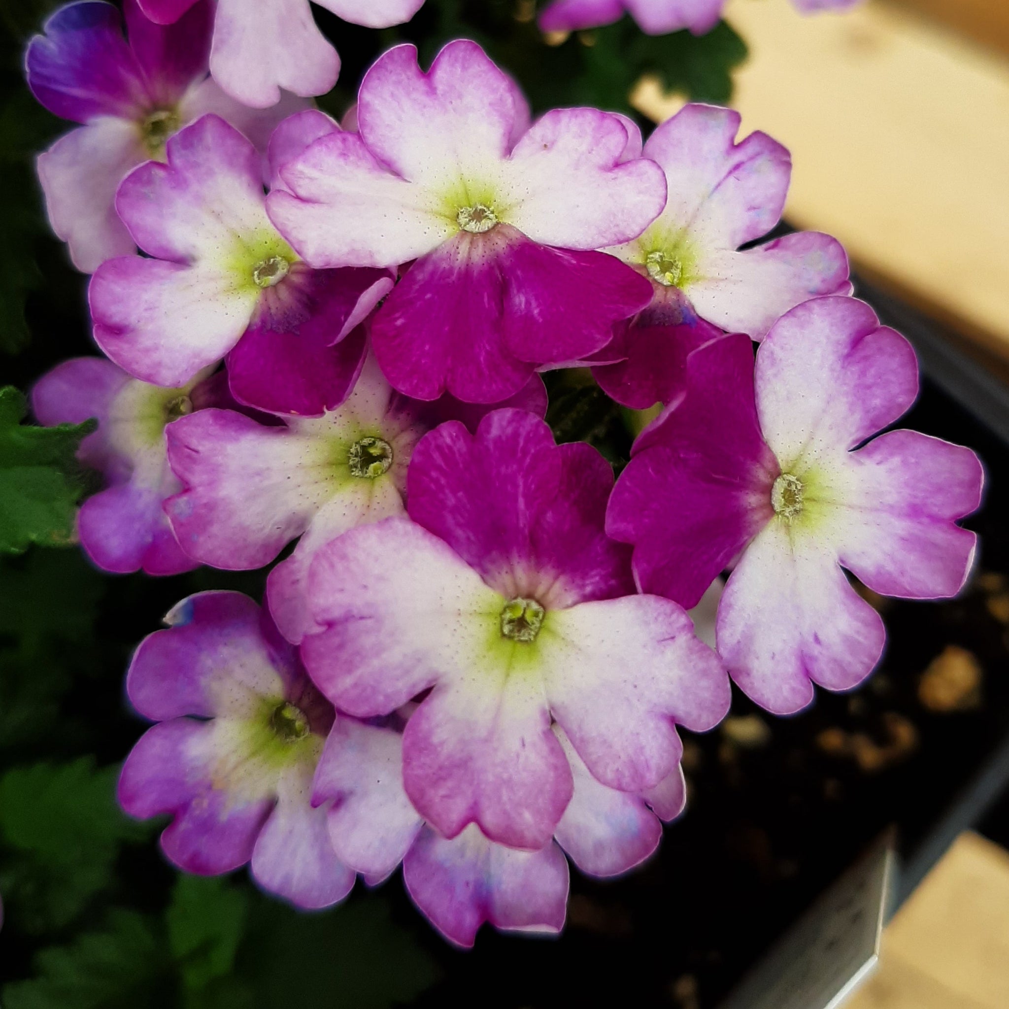 Verbena 'Vanessa Compact Bicolor Purple'