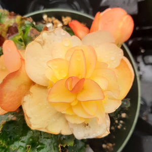 Begonia 'Fragrant Peach Falls'