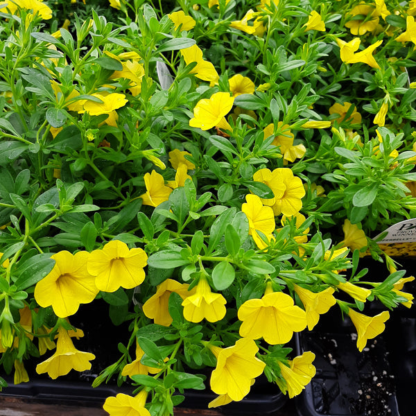 Calibrachoa 'Superbells Yellow' Proven Winners