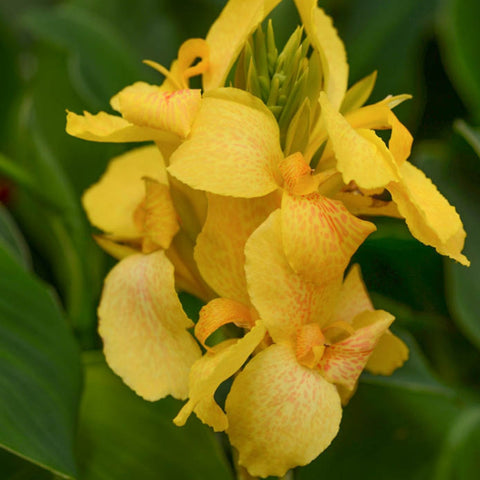 Canna Lily 'Cannova Yellow'