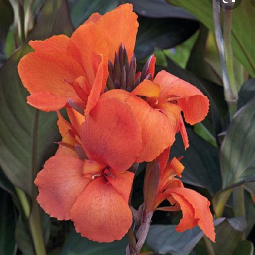 Canna Lily 'Bronze Leaf Orange'